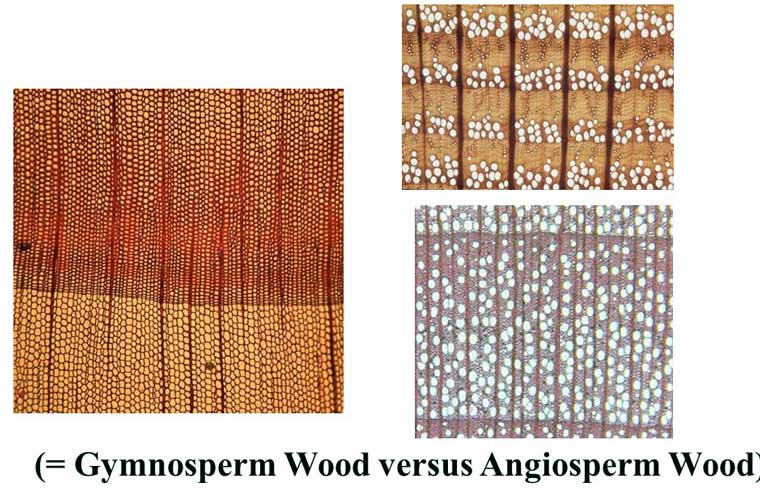 angiosperm wood for furniture