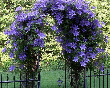 Clematis archway