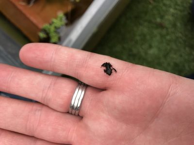 First Tiny frogs
